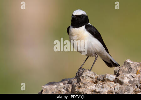 Mannetje Oostelijke bionda Tapuit op marcisce in broedkleed. Adulto maschio nero orientale-eared culbianco in allevamento piumaggio su una roccia. Foto Stock