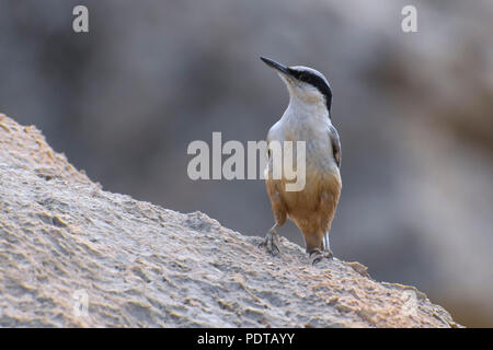 Grote Rotsklever in alerte houding op marcisce. Orientale picchio muratore di roccia (Sitta tephronota dresseri ssp) in postura eretta su una roccia. Foto Stock