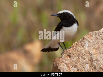 Finsch-tapuit adulto in broedkleed. Finsch il culbianco (Oenanthe finschii) maschio adulto in habitat di allevamento. Foto Stock