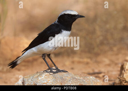 Finsch-tapuit adulto in broedkleed. Finsch il culbianco (Oenanthe finschii) maschio adulto in habitat di allevamento. Foto Stock