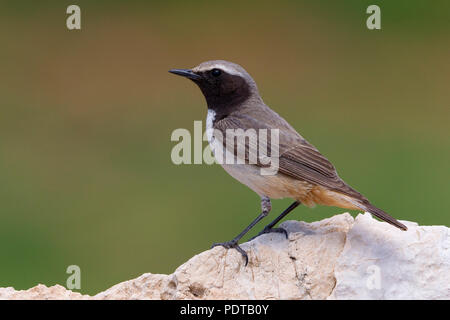 Adulto mannetje Roodstaarttapuit op marcisce. Maschi adulti culbianco curdo (Rufous-tailed culbianco) su una roccia. Foto Stock