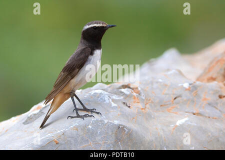 Adulto mannetje Roodstaarttapuit op marcisce. Maschi adulti culbianco curdo (Rufous-tailed culbianco) su una roccia. Foto Stock