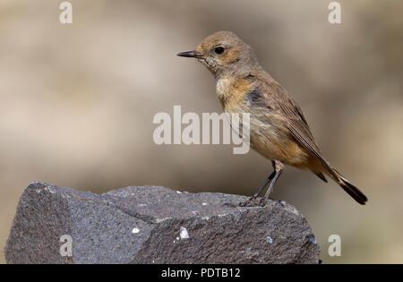 Adulto vrouwtje Roodstaarttapuit op marcisce. Femmina adulta culbianco curdo (Rufous-tailed culbianco) su una roccia. Foto Stock