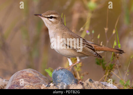 Rufous Bush Robin Foto Stock