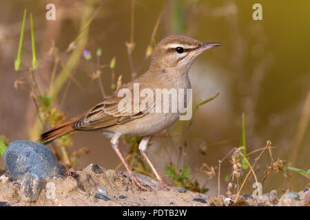 Rufous Bush Robin Foto Stock