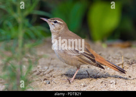 Rufous Bush Robin sul terreno Foto Stock