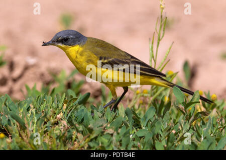 Noordse Gele Kwikstaart; a testa grigia Wagtail; (Motacilla flava ssp) thunbergi Foto Stock