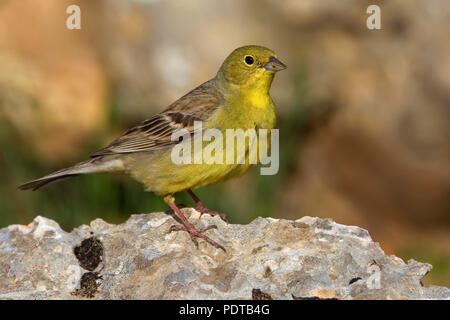 Smyrnagors op steen; Cinereous orientale Bunting appollaiato sulla roccia; Emberiza cineracea semenowi ssp Foto Stock