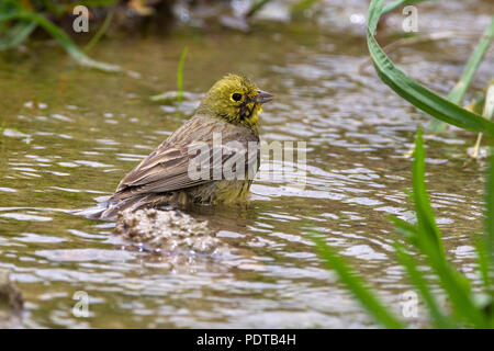 Smyrnagors badderend; Cinereous orientale Bunting balneazione; Emberiza cineracea semenowi ssp Foto Stock