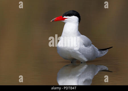 Reuzenstern staand in het acqua incontrato weerspiegeling; Caspian Tern in piedi in acqua con la riflessione; Hydroprogne caspia Foto Stock