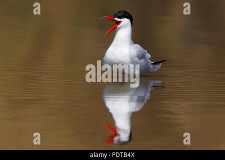 Reuzenstern roepend incontrato wijd snavel aperto, staand in het acqua incontrato weerspiegeling; Caspian Tern chiamando con bill wide open, in piedi in acqua con la riflessione; Hydroprogne caspia Foto Stock