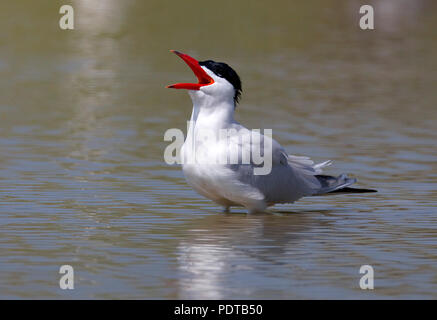 Reuzenstern roepend incontrato wijd snavel aperto, staand in het acqua incontrato weerspiegeling; Caspian Tern chiamando con bill wide open, in piedi in acqua con la riflessione; Hydroprogne caspia Foto Stock