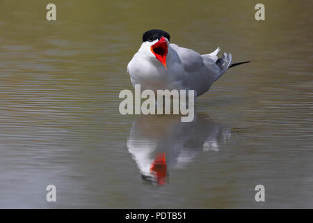 Reuzenstern roepend incontrato wijd snavel aperto, staand in het acqua incontrato weerspiegeling; Caspian Tern chiamando con bill wide open, in piedi in acqua con la riflessione; Hydroprogne caspia Foto Stock