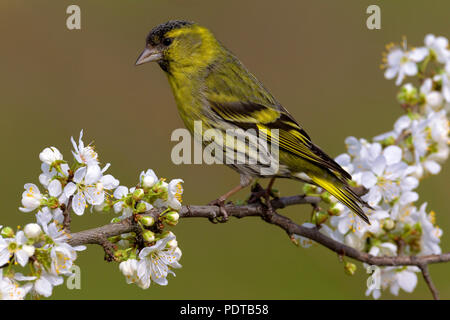 Mannetje Sijs op bloeiende tak van een fruitboompje; maschio lucherino eurasiatico appollaiato sulla fioritura il ramo di un albero da frutto; Carduelis spinus. Foto Stock