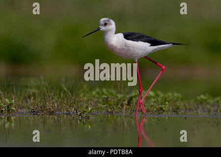 Black-winged Stilt rovistando in acque poco profonde. Foto Stock