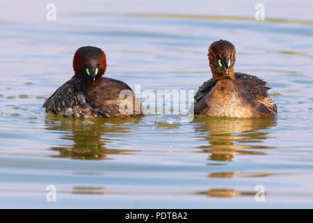 Twee poetsende Dodaarsen in het acqua. Due preening Tuffetto nuoto. Foto Stock