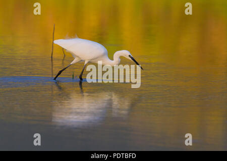 Garzetta rovistando in acque poco profonde. Foto Stock