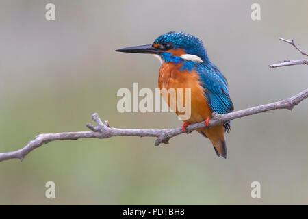 Voce maschile Kingfisher di vedetta. Foto Stock