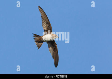 Alpine Swift battenti attraverso un cielo blu. Foto Stock