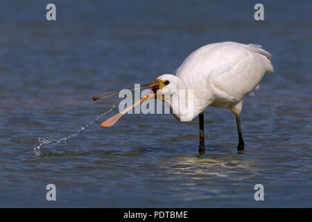 Spatola la pesca Foto Stock