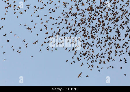 Gregge di comune Storni sotto attacco di un hobby. Foto Stock