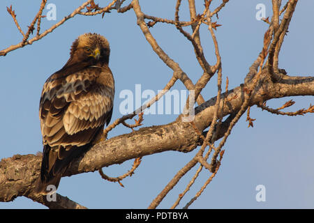 Colore scuro avviato in fase di riposo Eagle nella struttura ad albero. Foto Stock