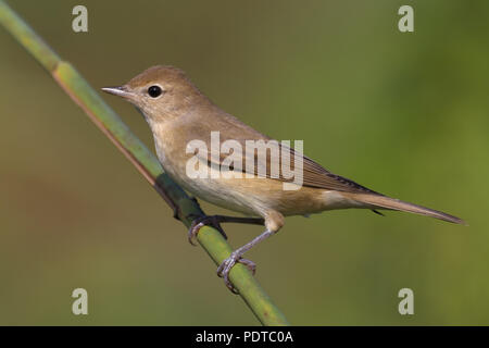 Giardino Trillo sul gambo reed; Sylvia borin Foto Stock