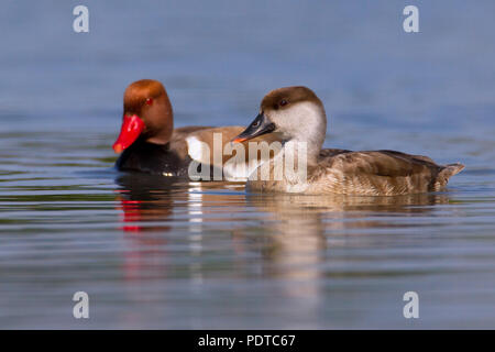 Coppia di allevamento rosso-crested Pochard nuoto Foto Stock