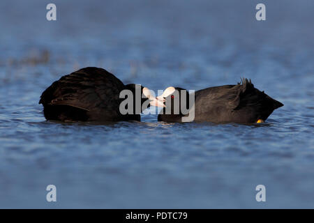 Coot coppia di allevamento Foto Stock