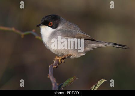 Maschio Trillo sardo Foto Stock