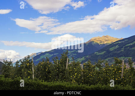 Vista delle Alpi, vicino alla città di Merano con alberi di mele in primo piano Foto Stock