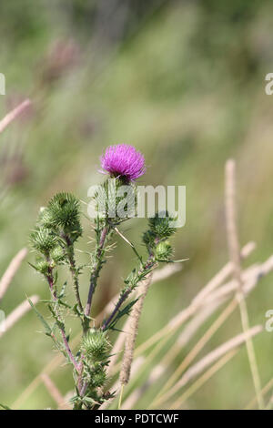 Bull thistle, (Cirsium vulgare), fico d'india infestante con graziosi fiori viola sulla parte superiore, crescendo in un area di rifiuti nella periferia di Kingston, Ontario. Foto Stock