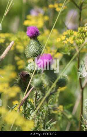 Bull thistle, (Cirsium vulgare), fico d'india infestante con graziosi fiori viola sulla parte superiore, crescendo in un area di rifiuti nella periferia di Kingston, Ontario. Foto Stock