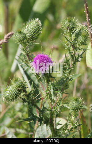 Bull thistle, (Cirsium vulgare), fico d'india infestante con graziosi fiori viola sulla parte superiore, crescendo in un area di rifiuti nella periferia di Kingston, Ontario. Foto Stock