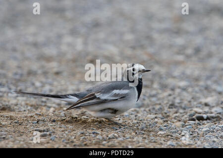 Wagtail mascherato su rocce silicee base. Foto Stock