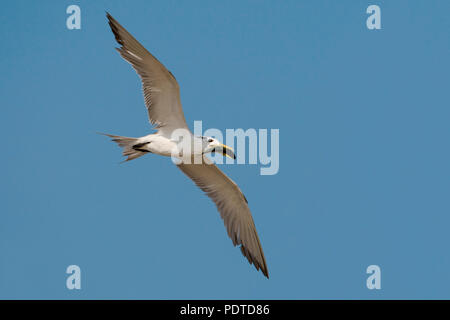 Flying Swift Tern con ali aperte contro il cielo blu vedendo sul booton-lato. Foto Stock