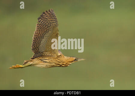 Flying grande Botaurus stellaris Foto Stock