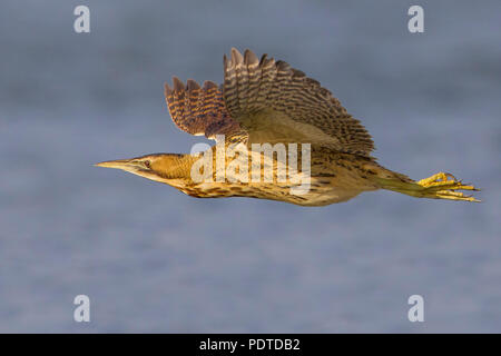 Flying grande Botaurus stellaris Foto Stock