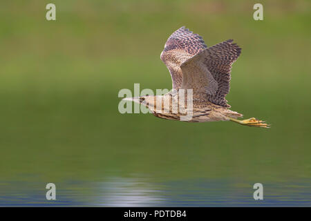 Flying grande Botaurus stellaris Foto Stock