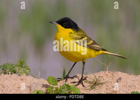 A testa nera Wagtail; Motacilla flava feldegg Foto Stock