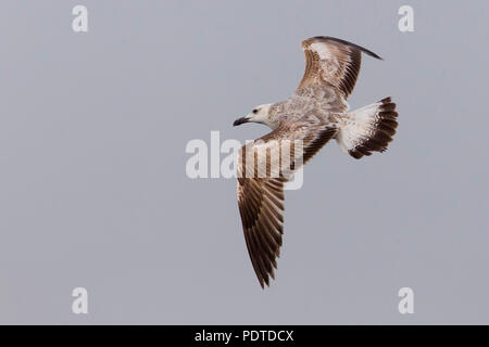 Caspian Gull: Larus cachinnans cachinnans Foto Stock