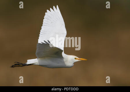 Flying adulto airone guardabuoi; Bubulcus ibis Foto Stock