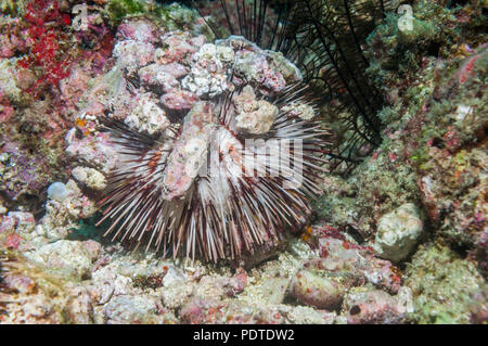 Collector urchin [Pseudoboletia maculata]. Cebu, Malapascua Island, Filippine. Foto Stock