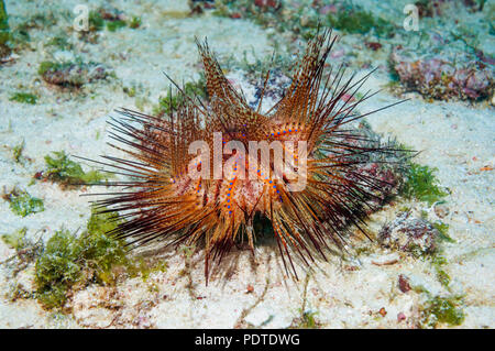 False fire urchin (Astropyga radiata). Cebu, Malapascua Island, Filippine. Foto Stock