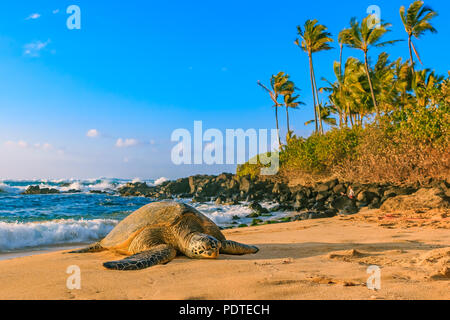 In via di estinzione Hawaiian Tartaruga Verde in appoggio sulla spiaggia sabbiosa a North Shore Oahu, Hawaii con palme e l'oceano sullo sfondo Foto Stock