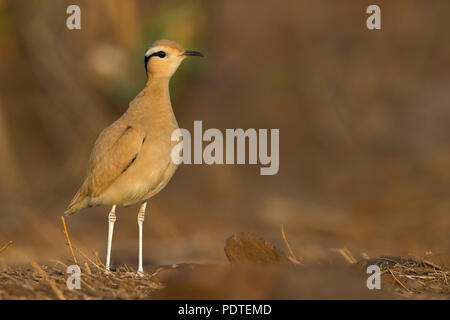 Capo Verde di color crema Courser; Cursorius cursor exsul Foto Stock