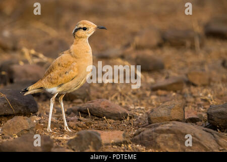 Capo Verde di color crema Courser; Cursorius cursor exsul Foto Stock