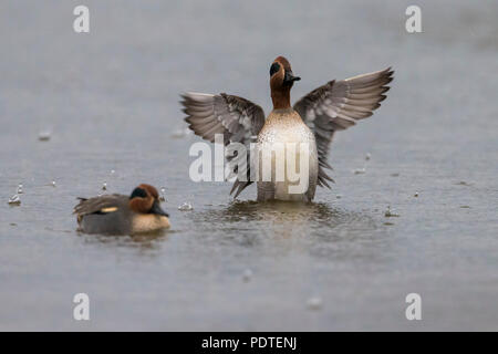 Eurasian Teal; Anas crecca Foto Stock