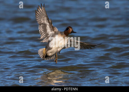 Eurasian Teal; Anas crecca Foto Stock