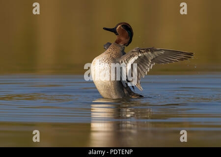 Eurasian Teal; Anas crecca Foto Stock